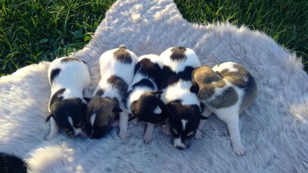 Verkaufe wunderschöne Jack Russel Welpen