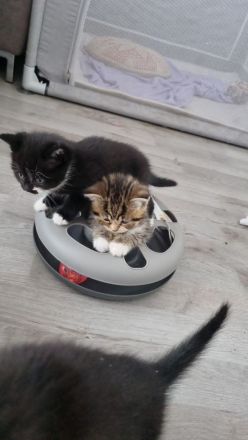 BKH  Kitten Britisch kurz Haar