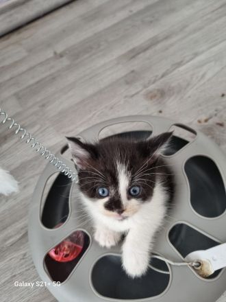 BKH  Kitten Britisch kurz Haar