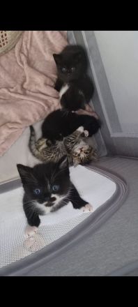 BKH  Kitten Britisch kurz Haar