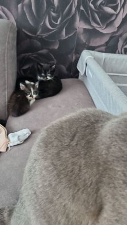 BKH  Kitten Britisch kurz Haar