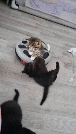 BKH  Kitten Britisch kurz Haar