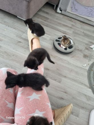 BKH  Kitten Britisch kurz Haar