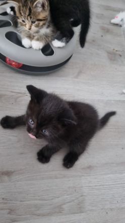 BKH  Kitten Britisch kurz Haar