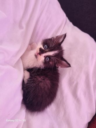 BKH  Kitten Britisch kurz Haar