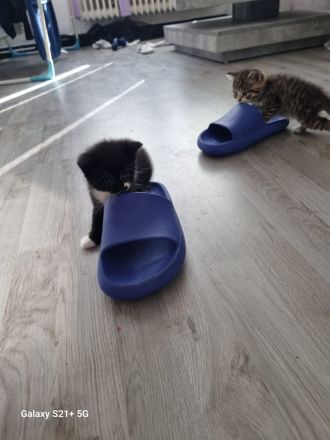 BKH  Kitten Britisch kurz Haar