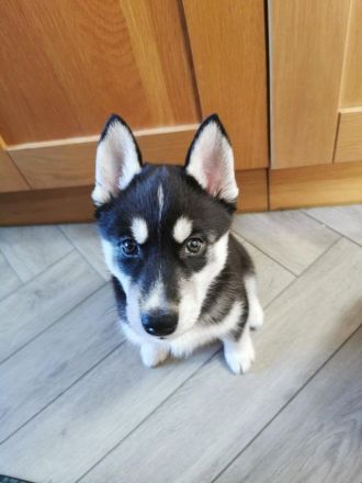 Siberian Husky - Rüde