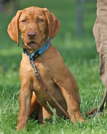Hundezentrum Heiduk - freie Plätze in der Welpengruppe
