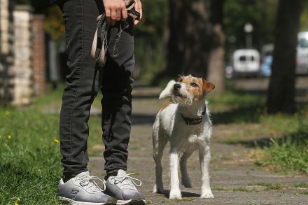 Hundezentrum Heiduk - freie Plätze in der Welpengruppe