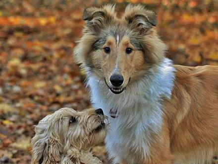 Hundezentrum Heiduk - freie Plätze in der Welpengruppe
