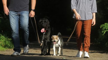 Hundezentrum Heiduk - freie Plätze in der Welpengruppe