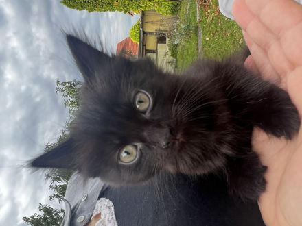 Süße Maine Coon-Mix Kitten