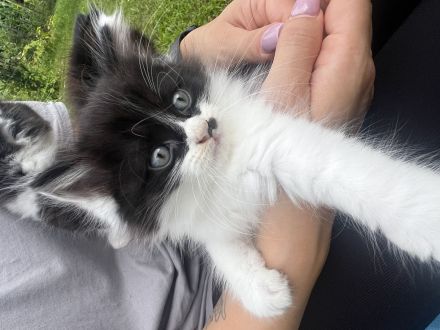 Süße Maine Coon-Mix Kitten