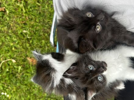 Süße Maine Coon-Mix Kitten