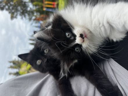 Süße Maine Coon-Mix Kitten