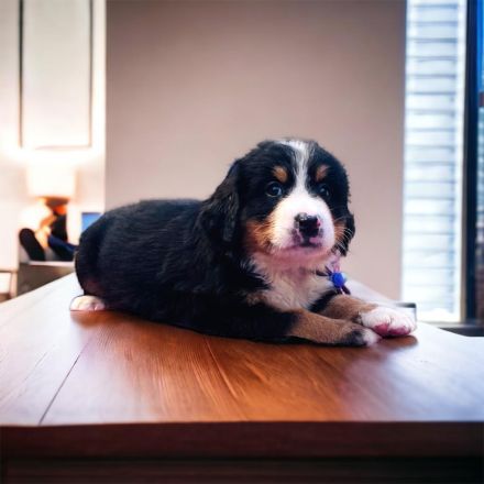 Berner Sennen Welpen