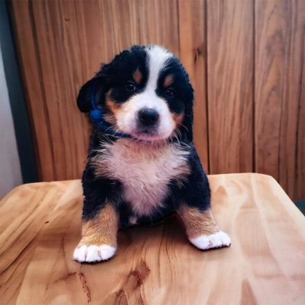 Berner Sennen Welpen