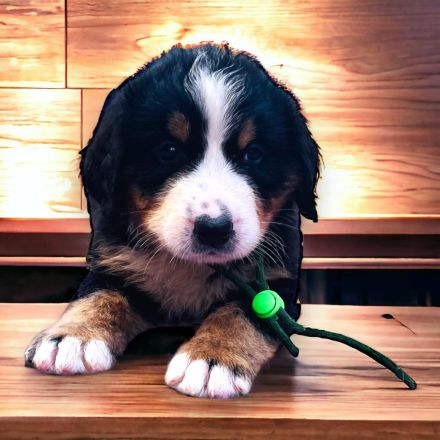 Berner Sennen Welpen