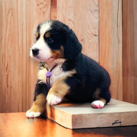 Berner Sennen Welpen