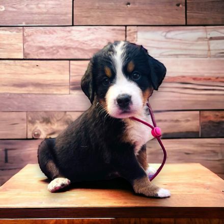 Berner Sennen Welpen