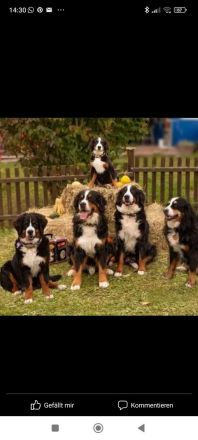 Berner Sennen Welpen