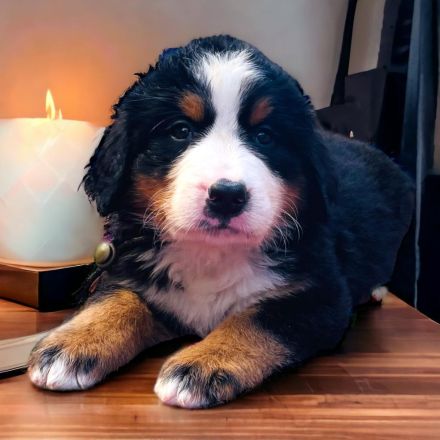 Berner Sennen Welpen