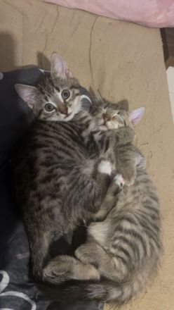 3 Mischlingskatzen