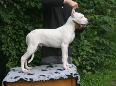 Dogo Argentino