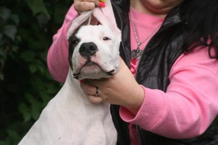 Dogo Argentino