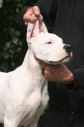 Dogo Argentino