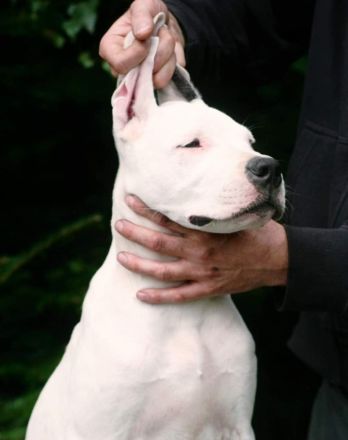 Dogo Argentino