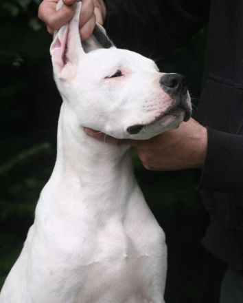 Dogo Argentino