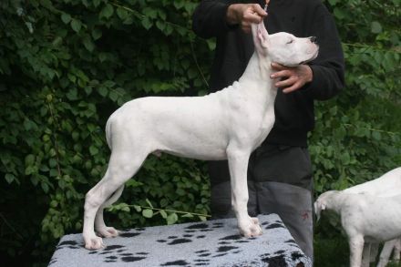 Dogo Argentino