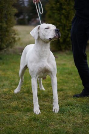 Dogo Argentino