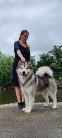 Alaskan malamute welpen