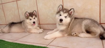 Alaskan malamute welpen