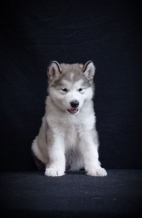 Alaskan malamute welpen