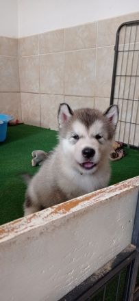 Alaskan malamute welpen