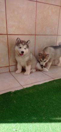 Alaskan malamute welpen