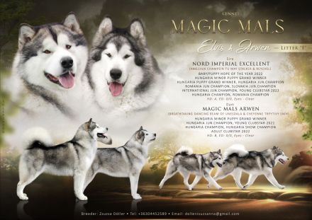 Alaskan malamute welpen