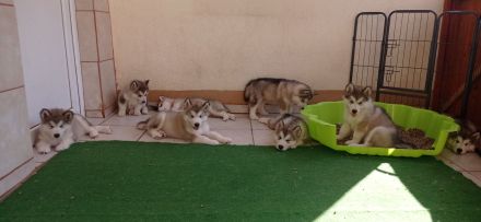 Alaskan malamute welpen