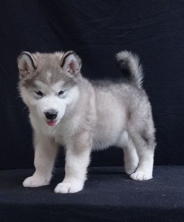 Alaskan malamute welpen