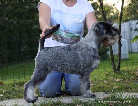 Schnauzer p&s - Welpen/Puppies