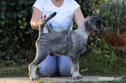 Schnauzer p&s - Welpen/Puppies