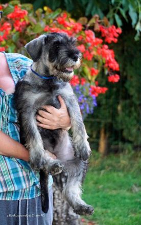 Schnauzer p&s - Welpen/Puppies