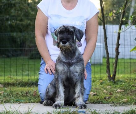 Schnauzer p&s - Welpen/Puppies