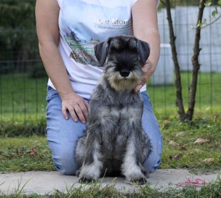 Schnauzer p&s - Welpen/Puppies