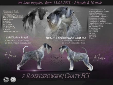 Schnauzer p&s - Welpen/Puppies