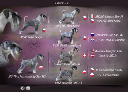 Schnauzer p&s - Welpen/Puppies