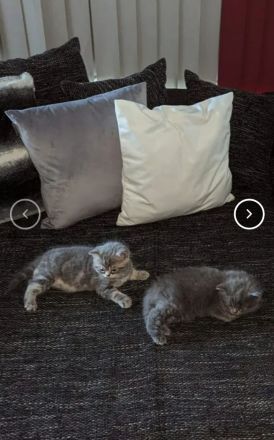 BKH und BLH Kitten suchen ein liebevolles Zuhause.